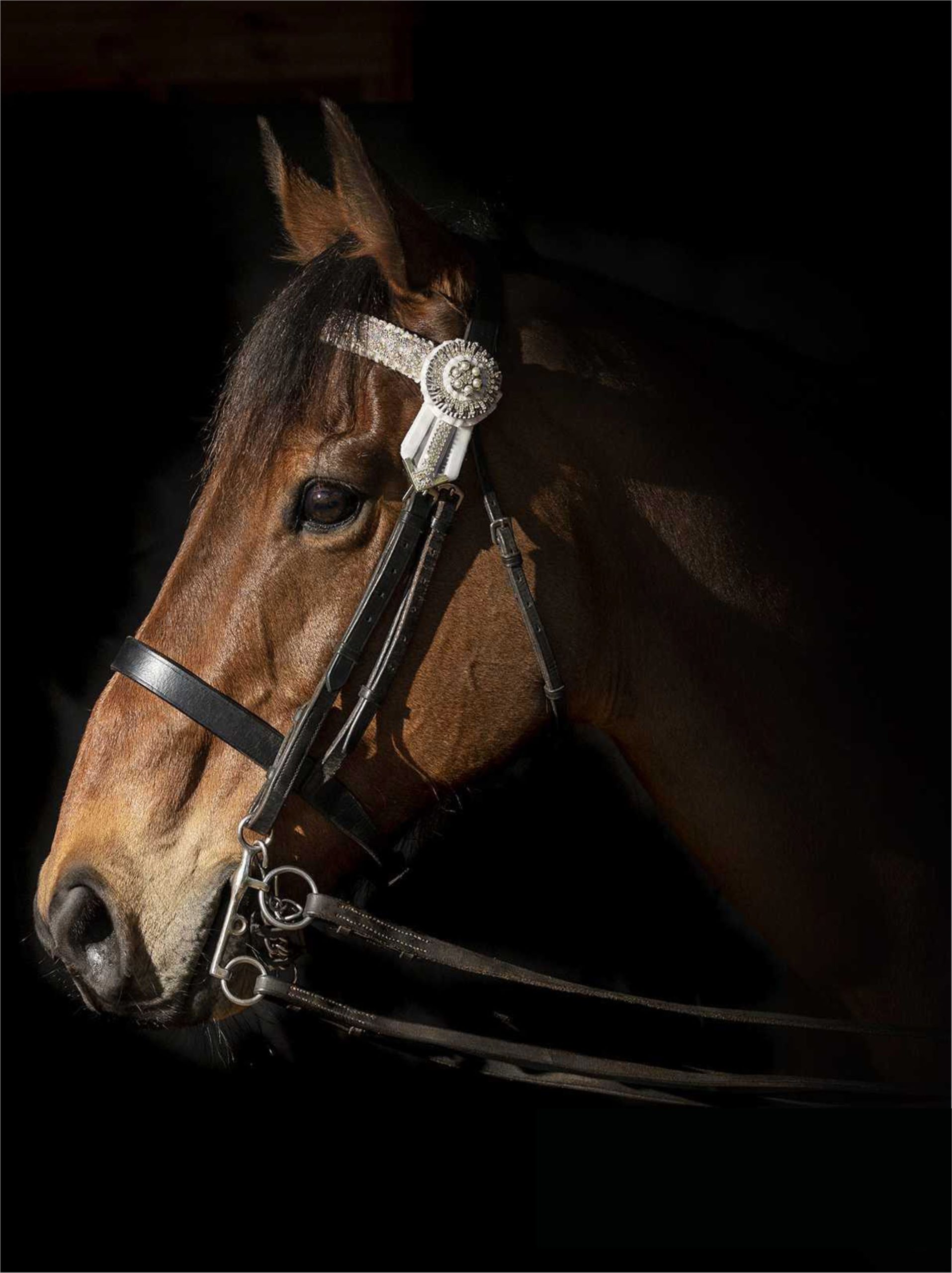 Equestrian Leather Equipment